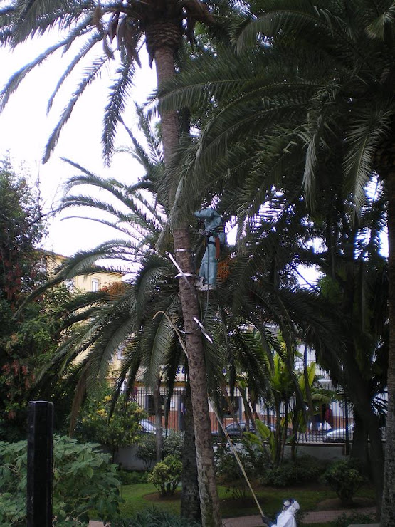 FUMIGACIÓN DE PALMERAS EN EL PORTON DICIEMBRE 2009
