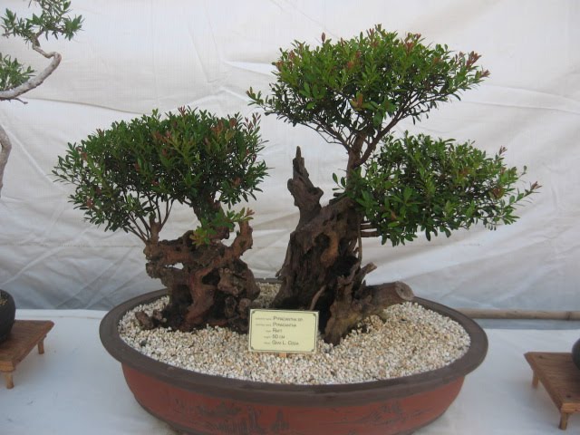 [bonsai+6.JPG]