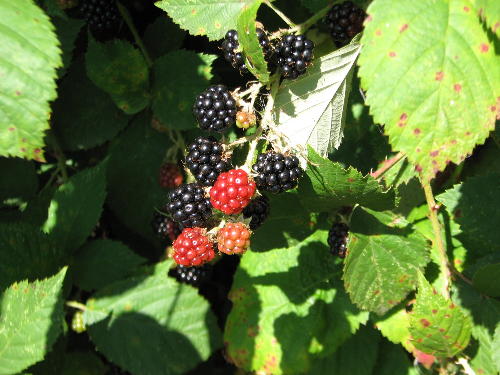 Consider it all Joy Blackberry Picking 101