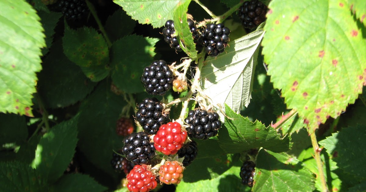 Consider it all Joy Blackberry Picking 101