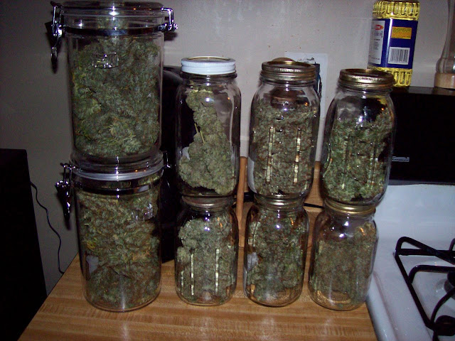 jars+of+cured+marijuana+the+420+shack.jpg