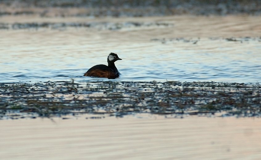 [White-tufted+Grebe2.JPG]