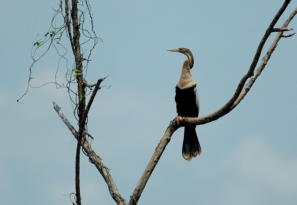 [Anhinga.JPG]