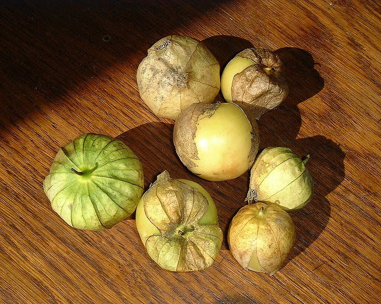 [750px-Tomatillo.jpg]