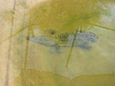 buaya ekor kontot