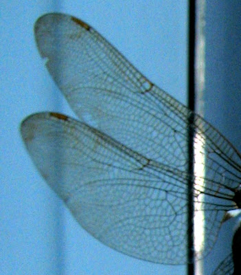 dragonfly wings drawings. dragonfly wings drawings. of