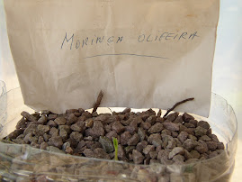 2009 Maio - A Moringa