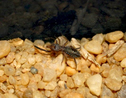 [bl-aranha_3715.JPG]