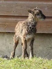 Bronze age lambs at flag fen