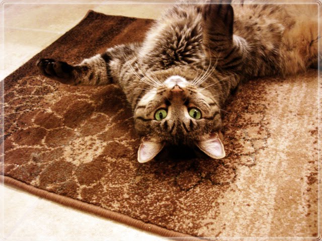 Giveaway from Rugs USA