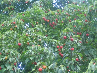 Dogwood+tree+fruit