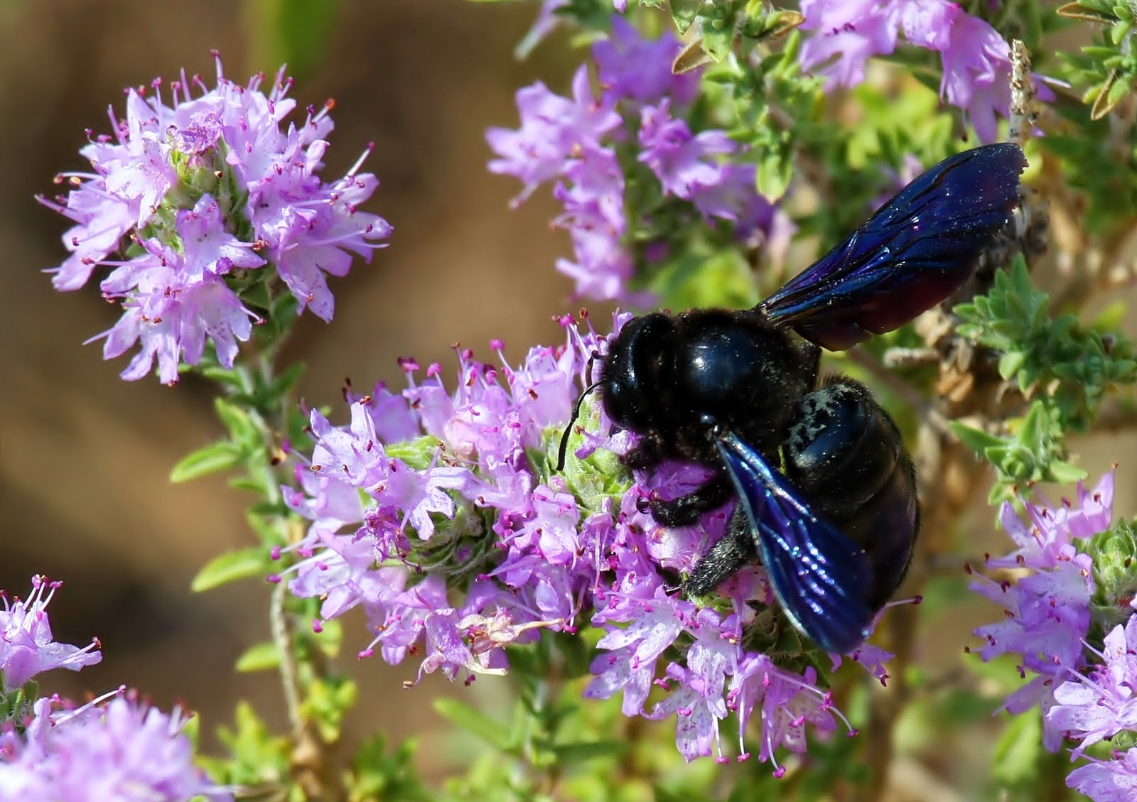 Birdwatching in Greece Colourful insects
