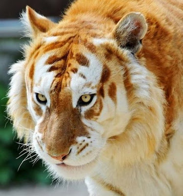 Gold Tiger