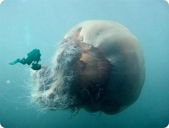 strangest-and-rarest-animals-in-world38.jpg