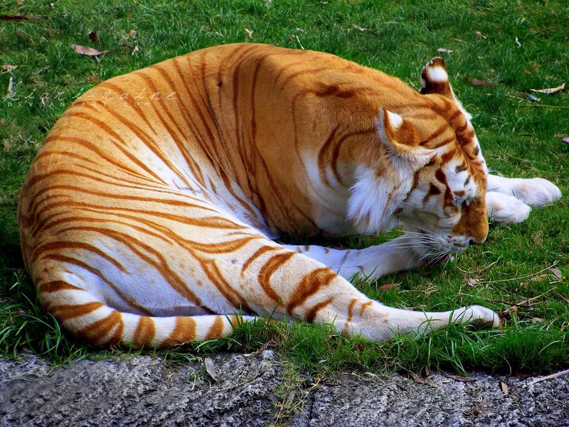 Gold Tabby