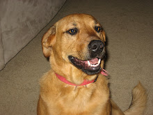 Our Dog Max----  we love you and miss you! thanks for being the best dog  EVER! 2005-2009 RIP