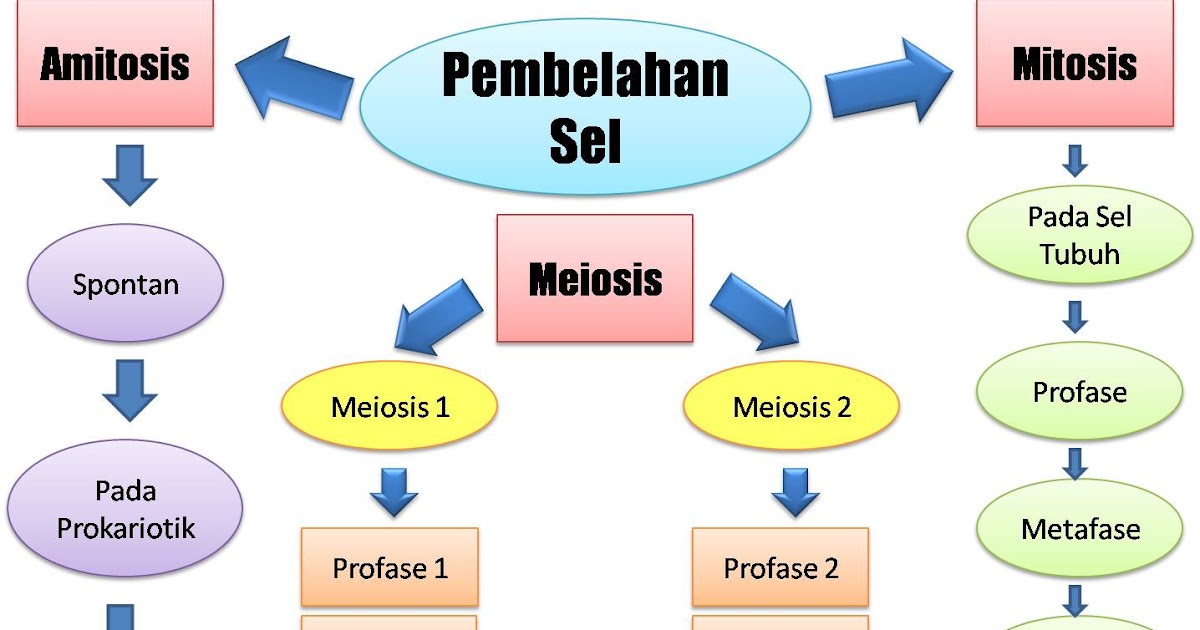 BIONCE Bab 4 Pembelahan Sel