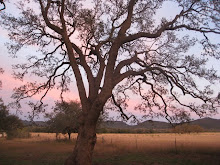 Sunset in Tarpley