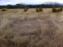 High grass in fields forces