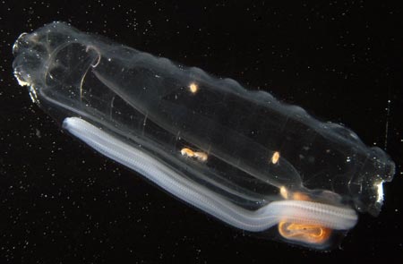 [Salp.jpg]