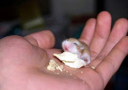 Smallest Mouse