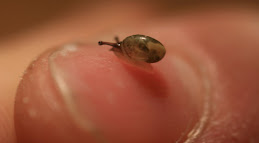 Smallest Snail