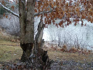 tree and pond