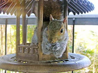 squirrel in bird feeder