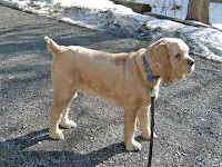 cocker spaniel