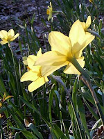 yellow flowers