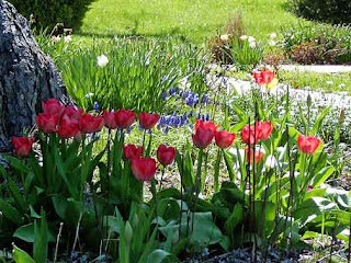 spring flowers