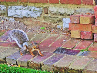 Sciurus carolinensis