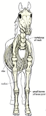 Every thing about horses: external parts of horses body and how to examine