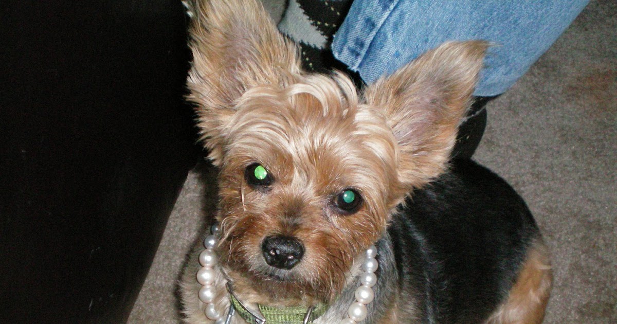 Love My Yorkie Is it safe to give your Yorkie baby aspirin