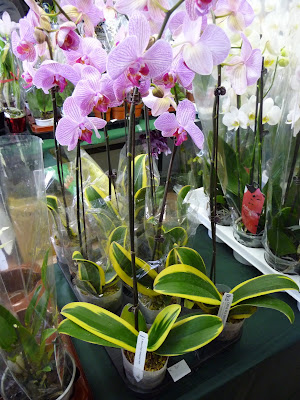 Orchidée Panachée