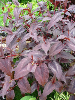 Laurus Nobilis Maux De Tete Varice Et Douleurs Articulaires