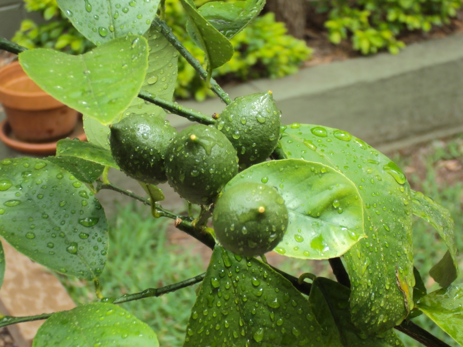 My Little Flower Garden How to stop the ants attacking the Lemon tree