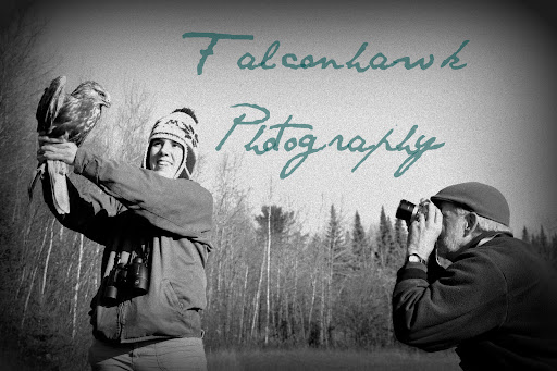 Falconhawk Photography