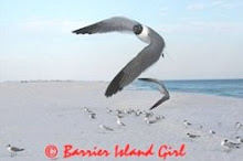 Barrier Island Girl Photos