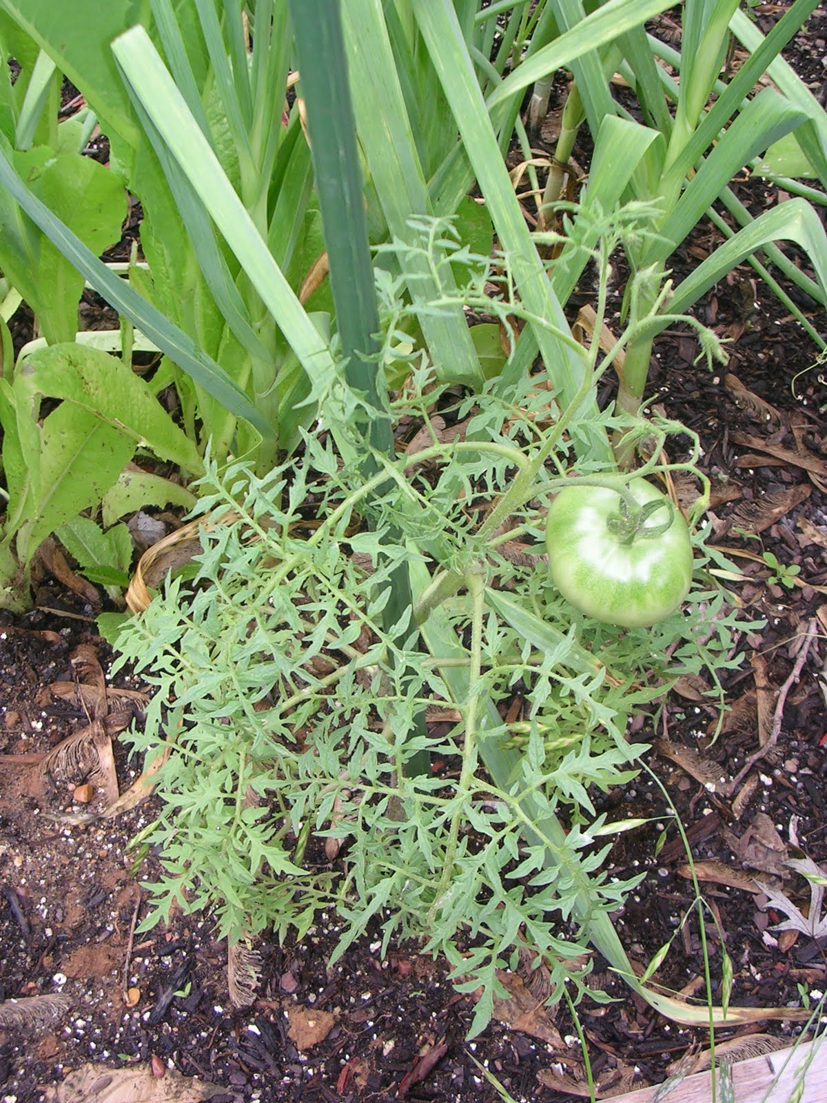 Silver Fir