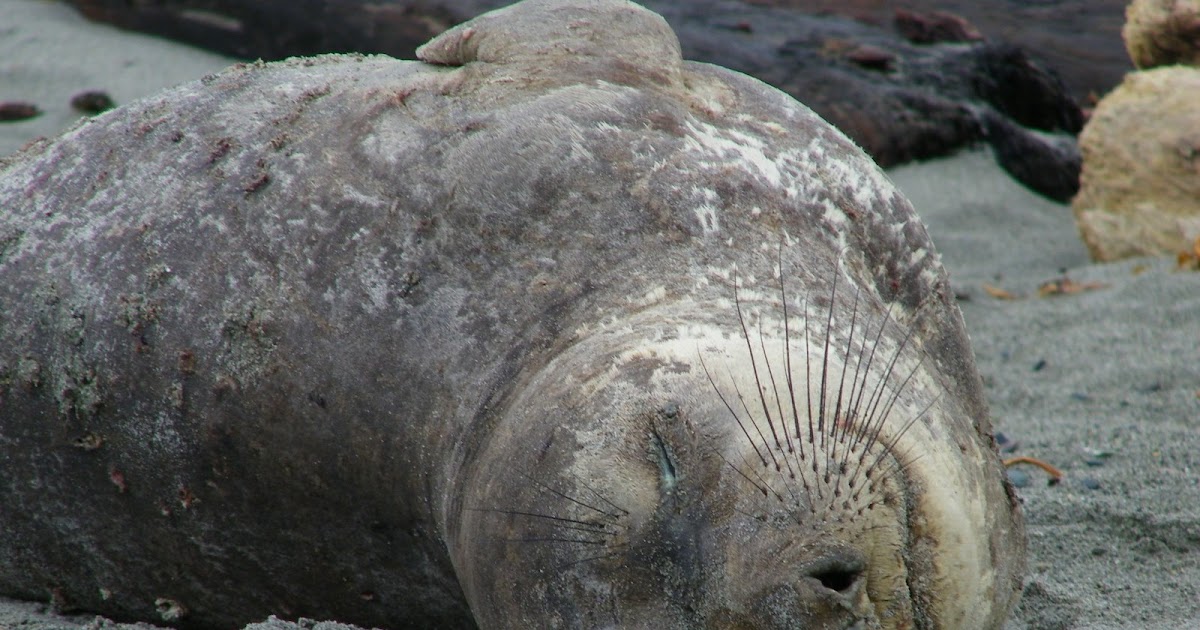 nature geek northwest Elephant seal on Willows Beach, Victoria B.C.