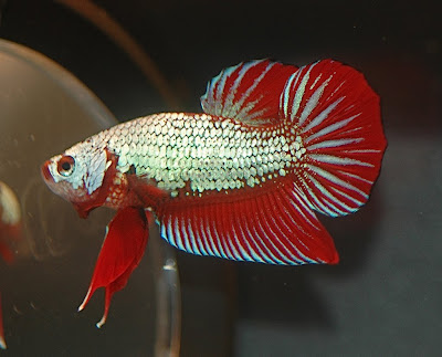 Dragon Betta