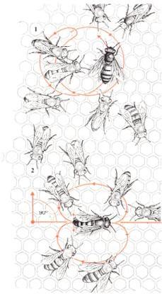 [abelhas.JPG]