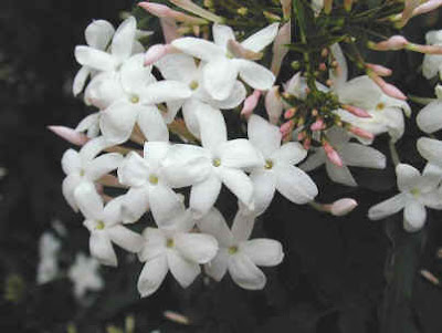 Jasmin