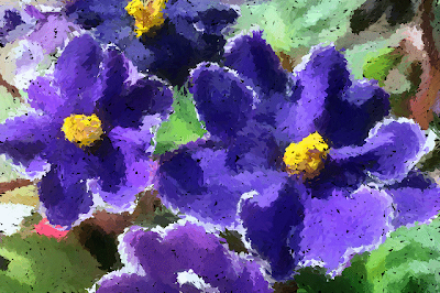 Violetas