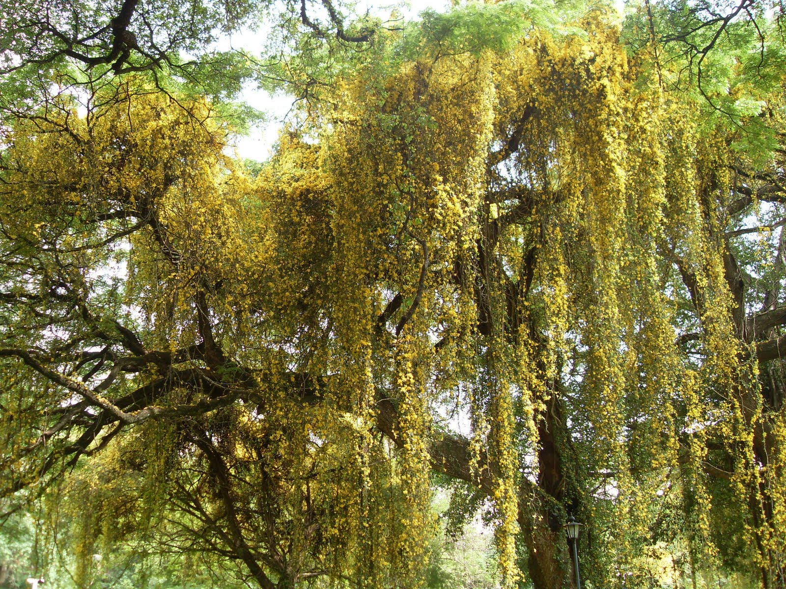 university of peradeniya