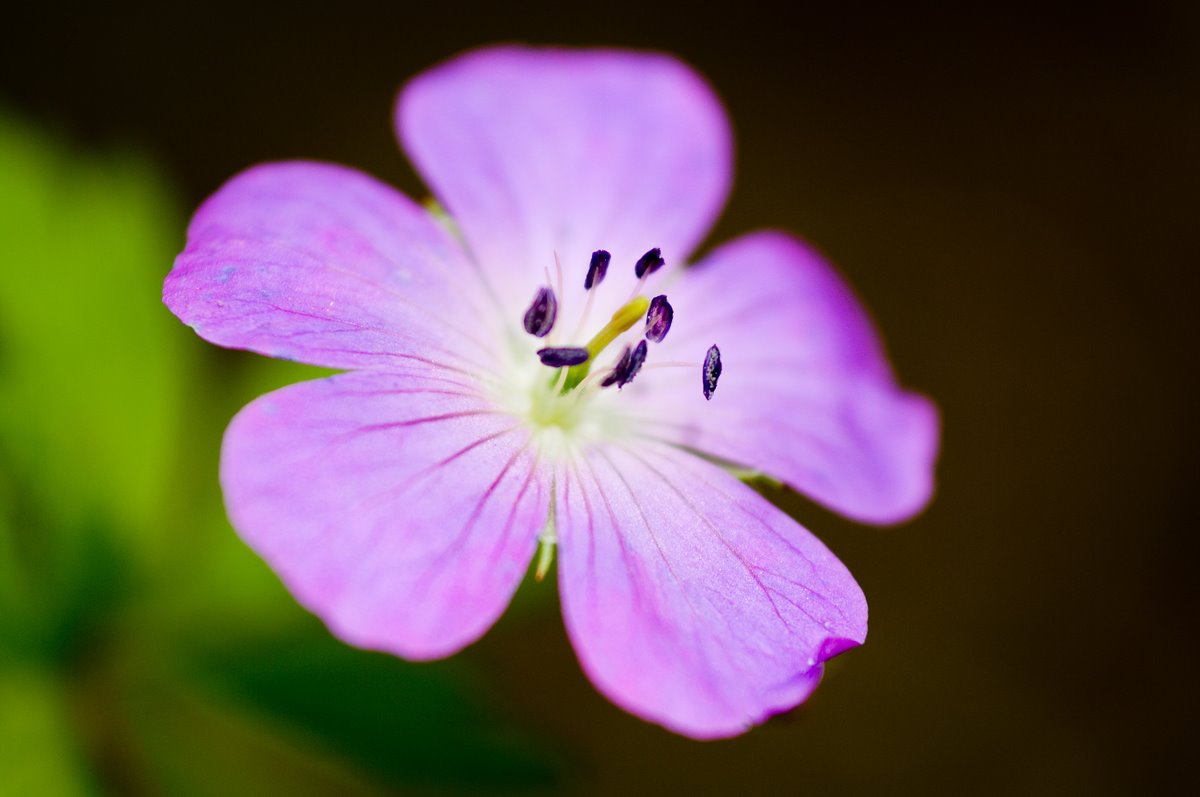 [wild+geranium+4+X+2.jpg]