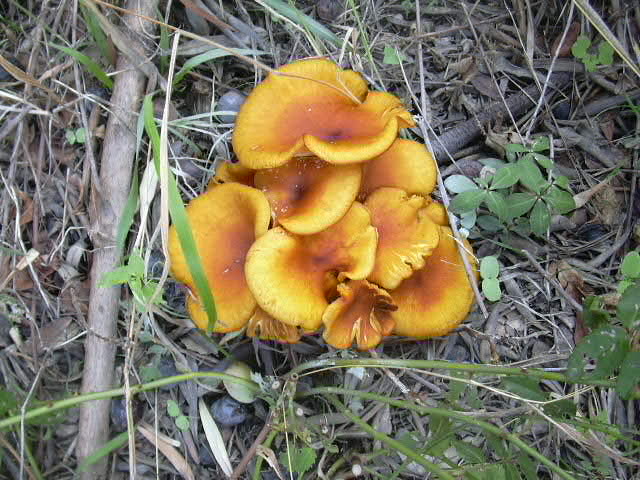 [Smooth+Chanterelle.JPG]