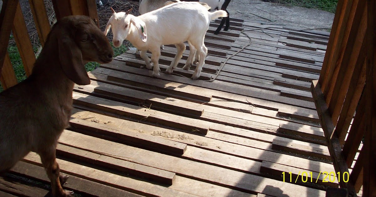 Ladang Ternakan Kambing Izzel Deen Melaka Anak Kambing Untuk Di Jual