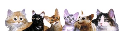 [cat.bmp]